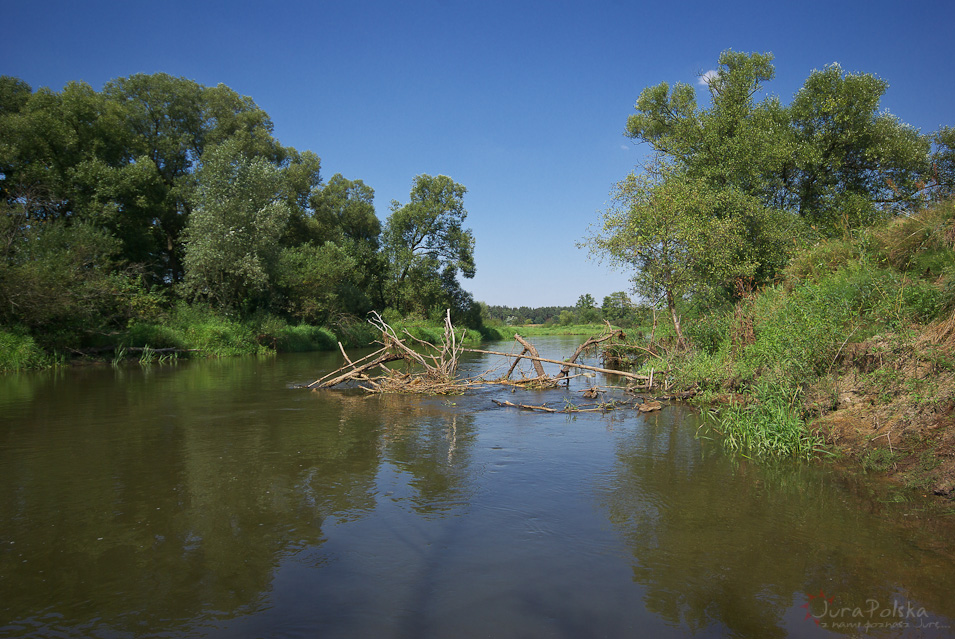 Pilica, spływ kajakowy Maluszyn - Krzętów